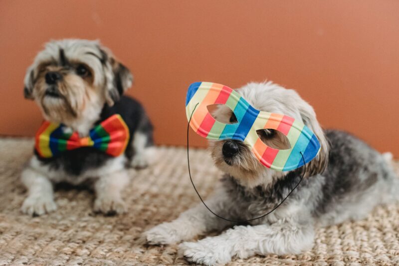 Accesorios collares correas mascotas Cerro Navia